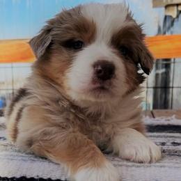Australian Shepherd Puppies from Black Canyon Corral Aussies