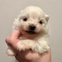 Evan - White male Pomeranian puppy in Springfield, Missouri from Hope Mountain Pomeranians