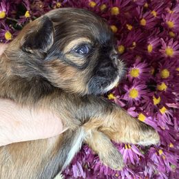 Mr. Mint - Red male Shih Tzu puppy in Russellville, Kentucky from The Patriot Tzu