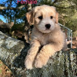 Hot Pink - Parti female Goldendoodle puppy in Lineville, Alabama from Dogwood Doodles of Alabama