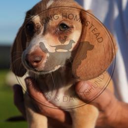 Foxy - Cream female Dachshund puppy in Fond Du Lac, Wisconsin from Clucking Homestead Springers & Dachshunds