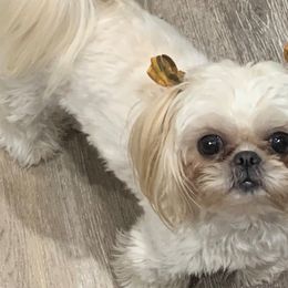 Shih Tzus from Bailey Belle Shih Tzu