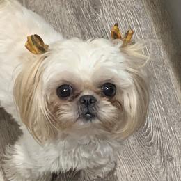 Shih Tzus from Bailey Belle Shih Tzu