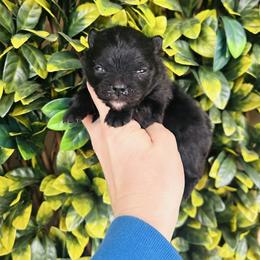Dolce - Black female Pomeranian puppy in Buck Valley, Pennsylvania from Buck Valley Pomeranians