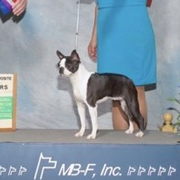 Border Collie, Boston Terrier, and Cairn Terrier All Grown Up from Stoneridge kennel