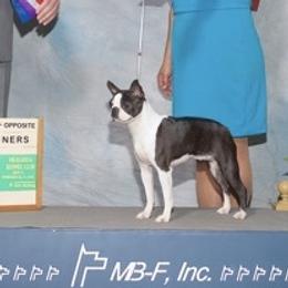 Border Collie, Boston Terrier, and Cairn Terrier All Grown Up from Stoneridge kennel