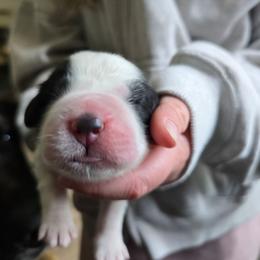 Pink - Brown and white female Saint Bernard puppy in Lebanon, Oregon from Tonya Tate's Saint Bernards
