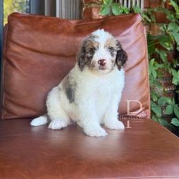 Canyon - Chocolate merle male Bernedoodle puppy in Tulsa, Oklahoma from The Poodle Co. Raising Doodles & Poodles