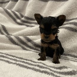 Yorkshire Terrier Puppies from Blissful_Yorkies