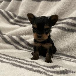Yorkshire Terrier Puppies from Blissful_Yorkies