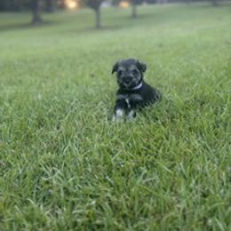 Miniature Schnauzer Puppies from Rebecca LeBoeuf