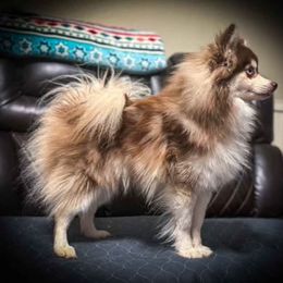 Rooster - Pomsky