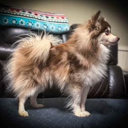 Rooster - Pomsky