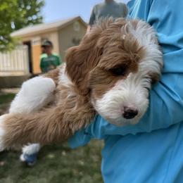Heart - Red  female Goldendoodle puppy in Clinton, Utah from Golden Law Kennels