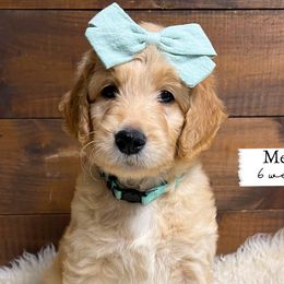 Mercy - Mint Collar - Girl - Apricot Goldendoodle puppy in Conway, New Hampshire from Arbor Grace Doodles