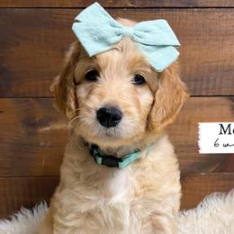 Mercy - Mint Collar - Girl - Apricot Goldendoodle puppy in Conway, New Hampshire from Arbor Grace Doodles