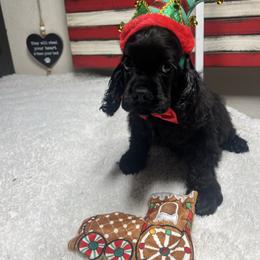 Micheal Darling - Black male Cocker Spaniel puppy in Moreno Valley, California from Joker Karr’s