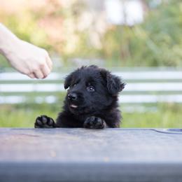 German Shepherd Puppies from Zwinger Vom Rabenauge