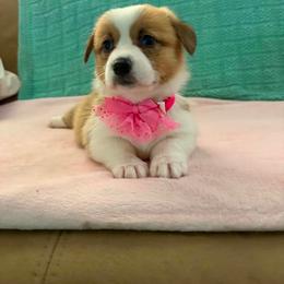 Jolt - Red female Pembroke Welsh Corgi puppy in Saint George, South Carolina from Carolina cotton candy corgis