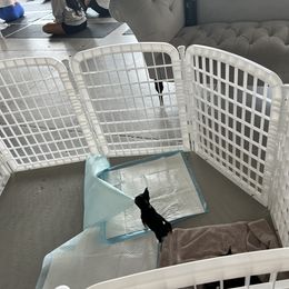 Chihuahua Puppies from Chihuahua Mama