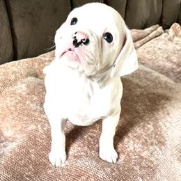 Sheba - White female Boxer puppy in Marianna, Florida from Northwest Florida Boxers