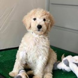 Goldendoodle, Labradoodle, and Bordoodle Puppies from Safari Doodles