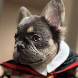 French Bulldogs from Life Love and Frenchies