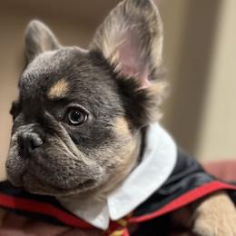 French Bulldogs from Life Love and Frenchies