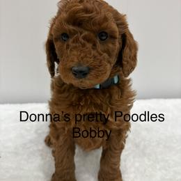 Bobby - Red  male Poodle puppy in Vilonia, Arkansas from Donna’s Pretty Poodles