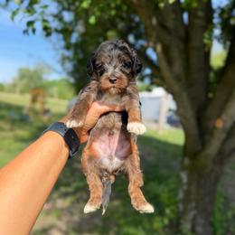 Jasper - Merle male Cockapoo puppy in Albany, Kentucky from Windy Pines Farm