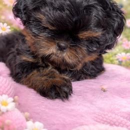 Nona - Liver female Shih Tzu puppy in Port Huron, Michigan from Shih Tzu Cottage