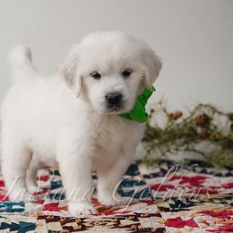 Mr Kelly - Light golden male Golden Retriever puppy in Bedford, Indiana from Indiana Goldens