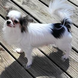 Abby - Mi-Ki