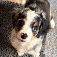 Cupid - male Australian Mountain Doodle puppy in Lincoln, Nebraska from GRand Doodles