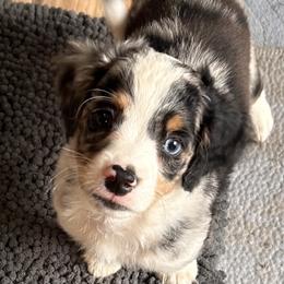 Cupid - male Australian Mountain Doodle puppy in Lincoln, Nebraska from GRand Doodles