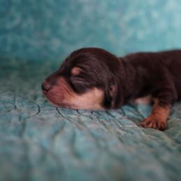 Girl 2 - Black and tan female Dachshund puppy in Quemado, New Mexico from TNT Dachshunds