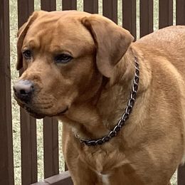 Labrador Retrievers from Lynn’s English Labradors