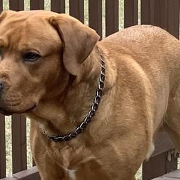 Labrador Retrievers from Lynn’s English Labradors