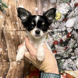 Libby - Black and white female Chihuahua puppy in Palmyra, Indiana from Country Star Chihuahuas