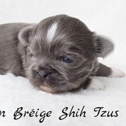 ASHER - ADOPTED! - Blue male Shih Tzu puppy in Middle Grove, New York from Beirin Breige Shih Tzus