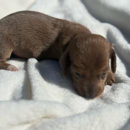 Blue based red Smooth coat Male - Red male Dachshund puppy in Anderson, California from Golden Paws Dachshunds