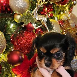 Junior - Black and tan male Cavalier King Charles Spaniel puppy in Wilburton, Oklahoma from My Kids Kennel