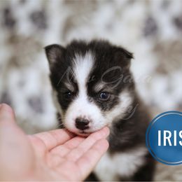 Pomsky Puppies from New Gaia Pomsky