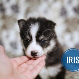 Pomsky Puppies from New Gaia Pomsky