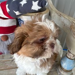 Shorty - Liver and white male Shih Tzu puppy in Temple, Pennsylvania from Kathy Diego's Shih Tzus