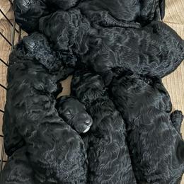 Goldendoodle puppies from Yabba Dabba Doodles