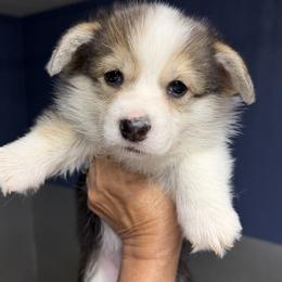 Purple Collar Female - Black and tan female Pembroke Welsh Corgi puppy in Victoria, Texas from Clear Creek Corgis