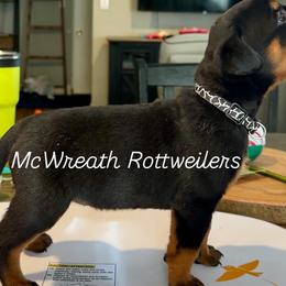 Black Collar - Black and mahogany female Rottweiler puppy in Washington, Pennsylvania from McWreath Rottweilers