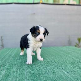 Border Collie and German Shepherd Puppies from Von Guadachi German Shepherds & Audacity Border Collies