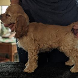 Cocker Spaniel Puppies from Jacobsen's Cockers